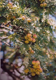 A házi berkenye termése (fotó: OEE)